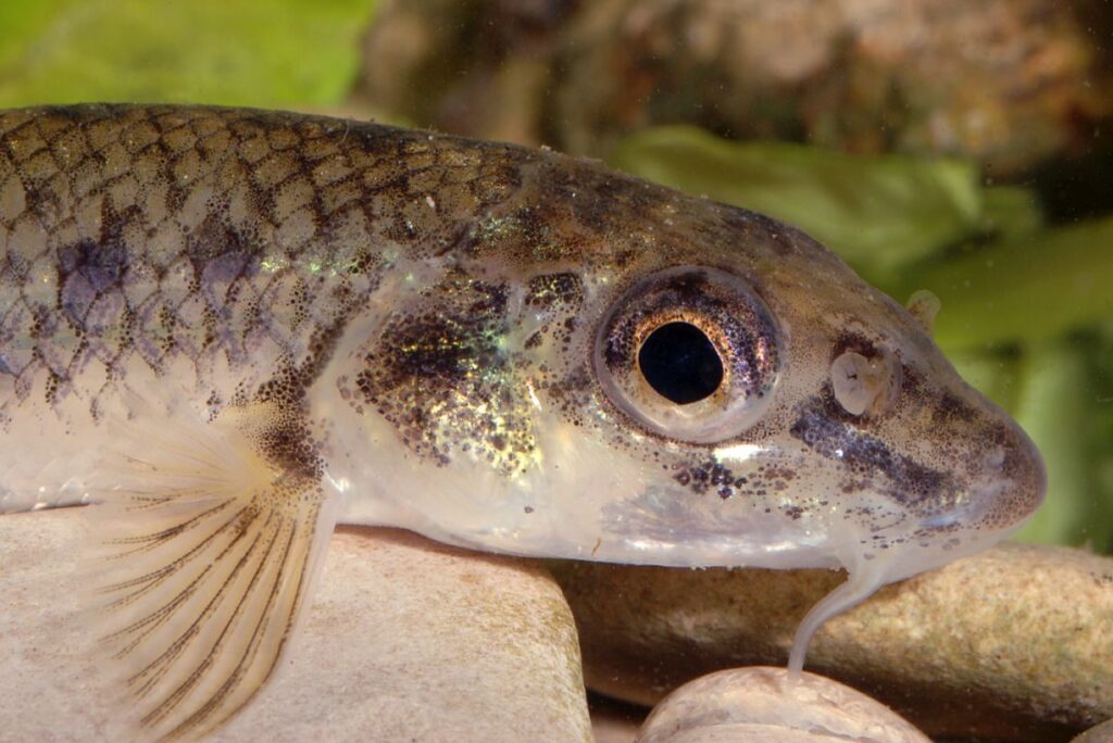 goujon poisson