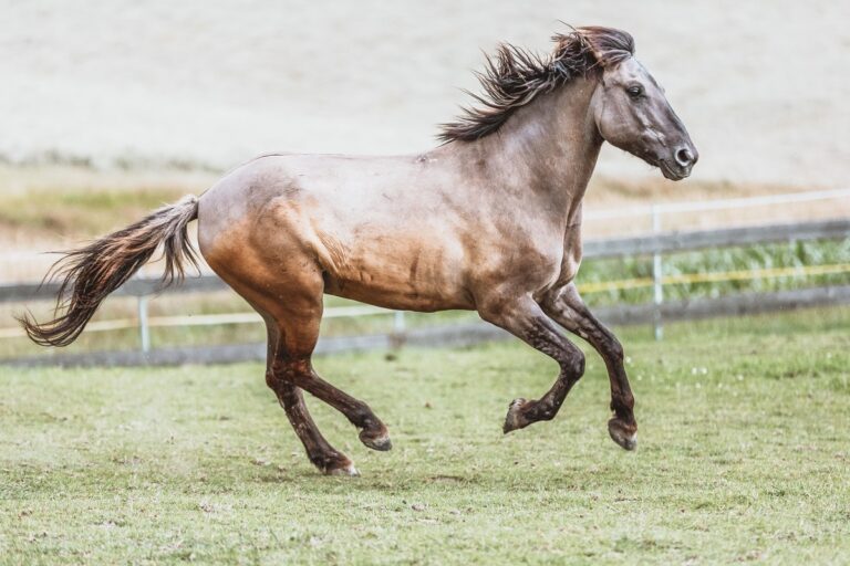 konik polski