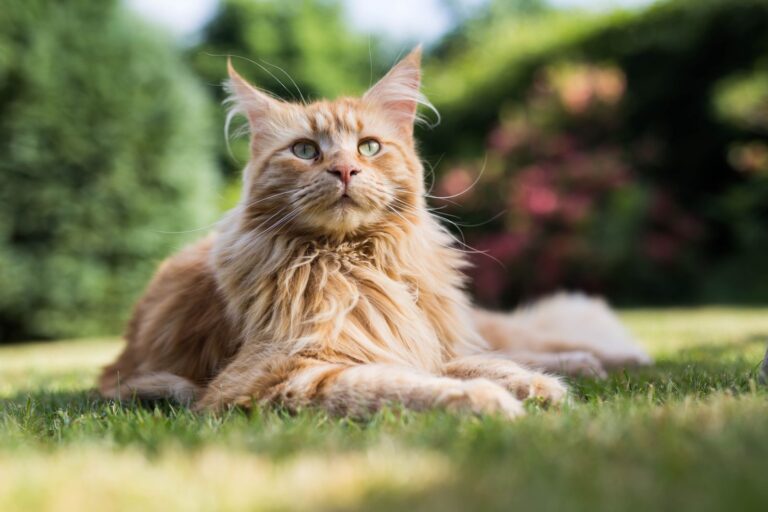 race de chat populaire